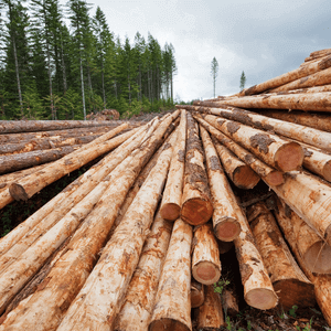 Stacks of timber from the Shady Lane property in 1881.