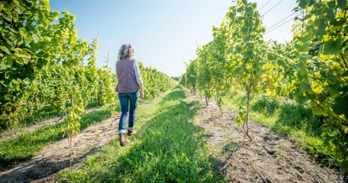 Kasey Wierzba In The Vineyard