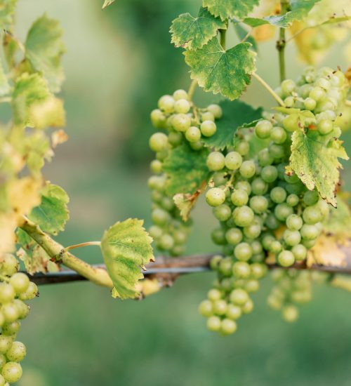 Grape cluster at shady lane