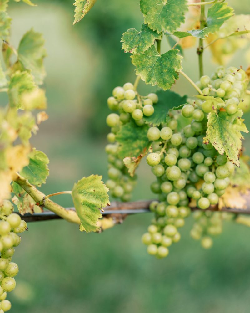 Grape cluster at shady lane